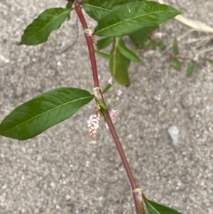 Persicaria lapathifolia at Burra, NSW - 27 Mar 2022