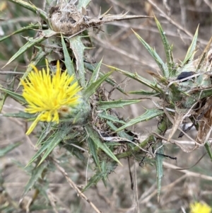 Carthamus lanatus at Burra, NSW - 27 Mar 2022 09:29 AM