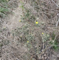 Carthamus lanatus at Burra, NSW - 27 Mar 2022 09:29 AM