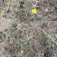 Carthamus lanatus at Burra, NSW - 27 Mar 2022 09:29 AM