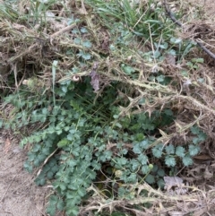 Sanguisorba minor (Salad Burnet, Sheep's Burnet) at Googong Foreshore - 26 Mar 2022 by Ned_Johnston