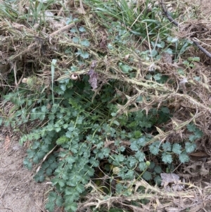 Sanguisorba minor at Burra, NSW - 27 Mar 2022