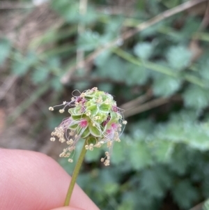 Sanguisorba minor at Burra, NSW - 27 Mar 2022 09:29 AM