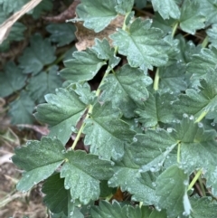 Sanguisorba minor at Burra, NSW - 27 Mar 2022