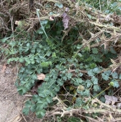 Sanguisorba minor at Burra, NSW - 27 Mar 2022