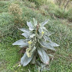 Verbascum thapsus subsp. thapsus (Great Mullein, Aaron's Rod) at Googong Foreshore - 26 Mar 2022 by Ned_Johnston