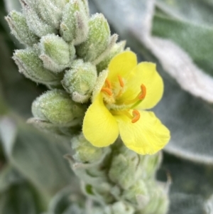 Verbascum thapsus subsp. thapsus at Burra, NSW - 27 Mar 2022 09:27 AM