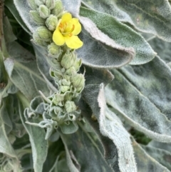 Verbascum thapsus subsp. thapsus at Burra, NSW - 27 Mar 2022 09:27 AM