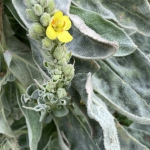 Verbascum thapsus subsp. thapsus at Burra, NSW - 27 Mar 2022 09:27 AM