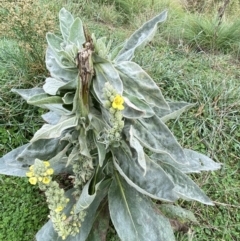 Verbascum thapsus subsp. thapsus at Burra, NSW - 27 Mar 2022 09:27 AM