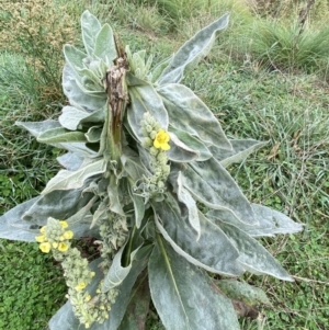 Verbascum thapsus subsp. thapsus at Burra, NSW - 27 Mar 2022 09:27 AM