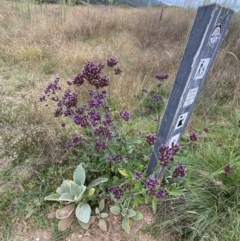 Verbena incompta (Purpletop) at Burra, NSW - 26 Mar 2022 by Ned_Johnston