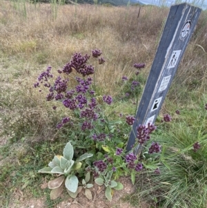 Verbena incompta at Burra, NSW - 27 Mar 2022