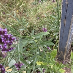 Verbena incompta at Burra, NSW - 27 Mar 2022