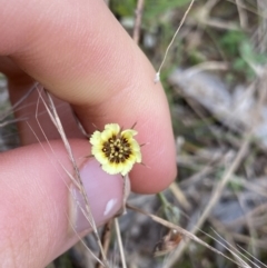 Tolpis barbata (Yellow Hawkweed) at Burra, NSW - 27 Mar 2022 by NedJohnston