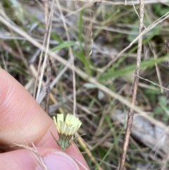 Tolpis barbata at Burra, NSW - 27 Mar 2022 09:19 AM