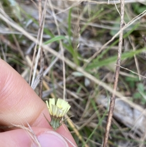 Tolpis barbata at Burra, NSW - 27 Mar 2022