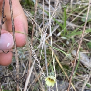 Tolpis barbata at Burra, NSW - 27 Mar 2022