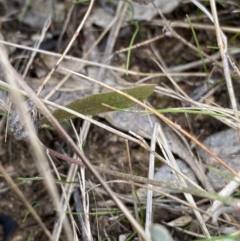 Tolpis barbata at Burra, NSW - 27 Mar 2022 09:19 AM