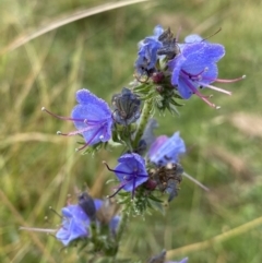 Echium vulgare (Vipers Bugloss) at Burra, NSW - 27 Mar 2022 by NedJohnston