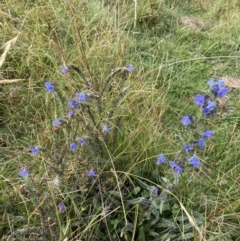 Echium vulgare at Burra, NSW - 27 Mar 2022 09:11 AM