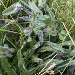 Echium vulgare at Burra, NSW - 27 Mar 2022 09:11 AM