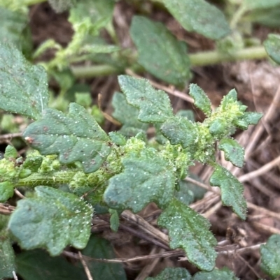 Dysphania pumilio (Small Crumbweed) at Googong Foreshore - 26 Mar 2022 by Ned_Johnston