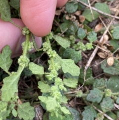 Dysphania pumilio at Burra, NSW - 27 Mar 2022