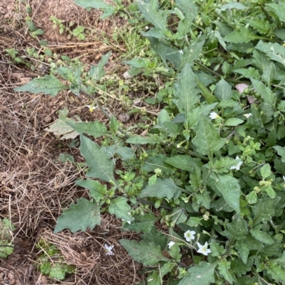 Solanum nigrum (Black Nightshade) at Googong Foreshore - 26 Mar 2022 by Ned_Johnston