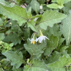 Solanum nigrum at Burra, NSW - 27 Mar 2022 09:10 AM