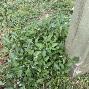 Solanum nigrum at Burra, NSW - 27 Mar 2022 09:10 AM