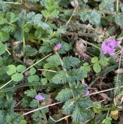 Erodium cicutarium (Common Storksbill, Common Crowfoot) at Burra, NSW - 26 Mar 2022 by Ned_Johnston