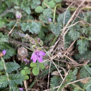 Erodium cicutarium at Burra, NSW - 27 Mar 2022 09:10 AM