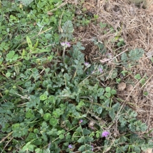 Erodium cicutarium at Burra, NSW - 27 Mar 2022 09:10 AM