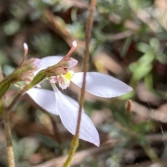 Eriochilus cucullatus (Parson's Bands) at O'Connor, ACT - 26 Mar 2022 by NedJohnston