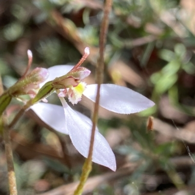 Eriochilus cucullatus (Parson's Bands) at O'Connor, ACT - 26 Mar 2022 by Ned_Johnston