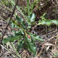 Photinia serratifolia (Chinese Photinia) at O'Connor, ACT - 26 Mar 2022 by Ned_Johnston