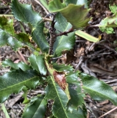 Photinia serratifolia at O'Connor, ACT - 26 Mar 2022 02:20 PM