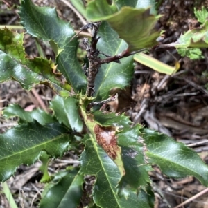 Photinia serratifolia at O'Connor, ACT - 26 Mar 2022
