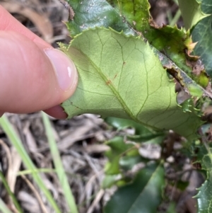 Photinia serratifolia at O'Connor, ACT - 26 Mar 2022 02:20 PM