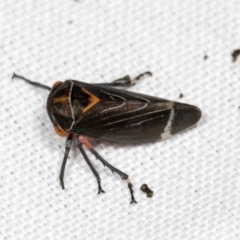 Eurymeloides lineata (Lined gumtree hopper) at Bruce Ponds - 18 Mar 2022 by AlisonMilton