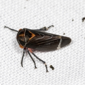 Eurymeloides lineata at Bruce, ACT - 18 Mar 2022