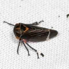 Unidentified Leafhopper & planthopper (Hemiptera, several families) (TBC) at Bruce, ACT - 18 Mar 2022 by AlisonMilton