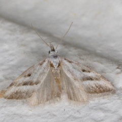 Nola paromoea (Divided Tuft-moth) at Melba, ACT - 2 Feb 2022 by kasiaaus