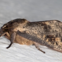 Elhamma australasiae (A Swift or Ghost moth (Hepialidae)) at Melba, ACT - 3 Feb 2022 by kasiaaus