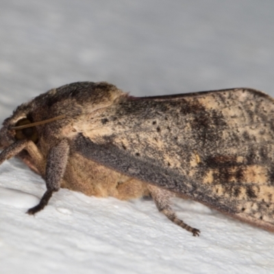 Elhamma australasiae (A Swift or Ghost moth (Hepialidae)) at Melba, ACT - 3 Feb 2022 by kasiaaus