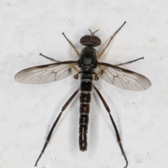 Unidentified True fly (Diptera) (TBC) at Melba, ACT - 3 Feb 2022 by kasiaaus