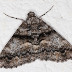 Gastrinodes argoplaca at Melba, ACT - 4 Feb 2022