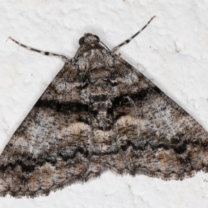 Gastrinodes argoplaca at Melba, ACT - 4 Feb 2022