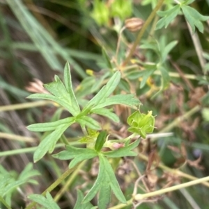 Geranium solanderi var. solanderi at Burra, NSW - 27 Mar 2022 10:22 AM